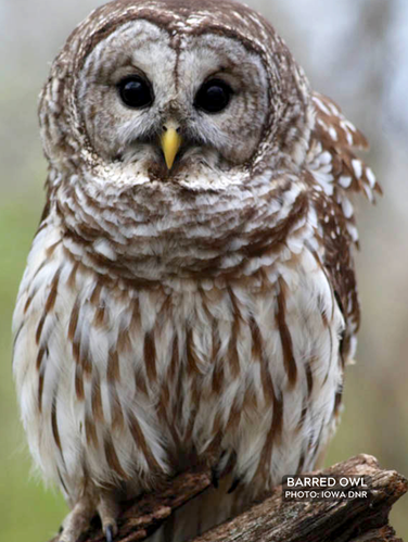 Rounded head with large dark eyes, stocky gray owl.