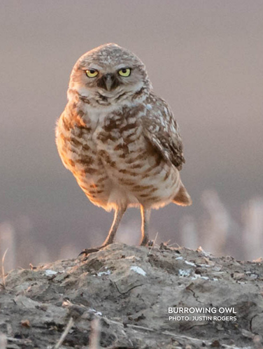 Grayish-brown plumage with white throat, rounded head with yellow eyes.