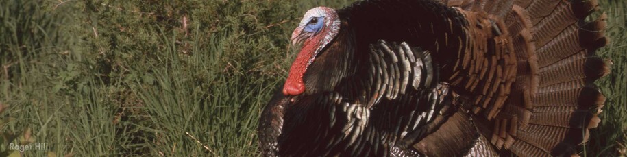Large tom turkey on full strut with tail feathers up and fanned.